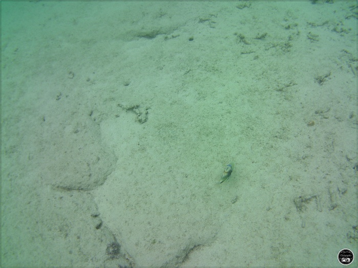 Baliste Picasso Rhinecanthus aculeatus, à l’île Maurice