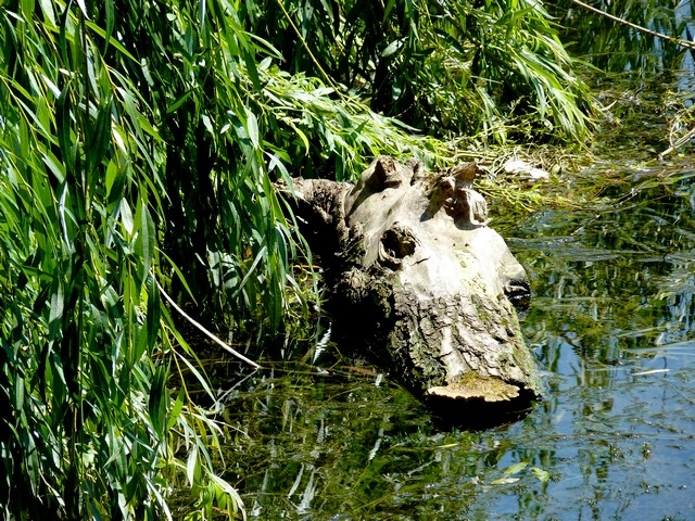 Le crocodile de la Moselle 3 Marc de Metz 26 07 1012