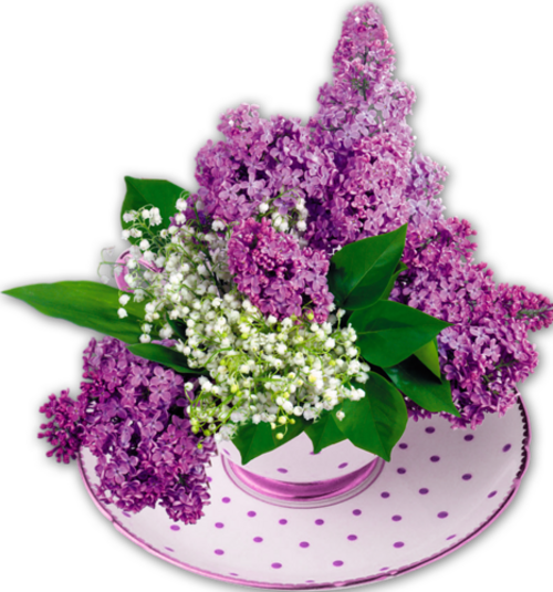 Lilas 1