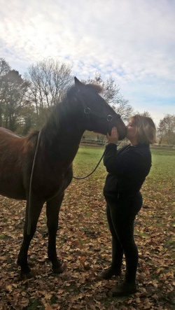 Coaching éducation chevaux/poneys