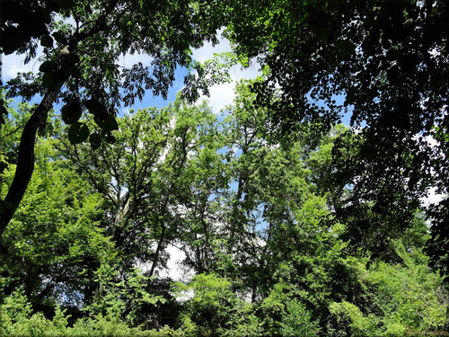 Photo du parc du Château de Cazeneuve (Préchac)