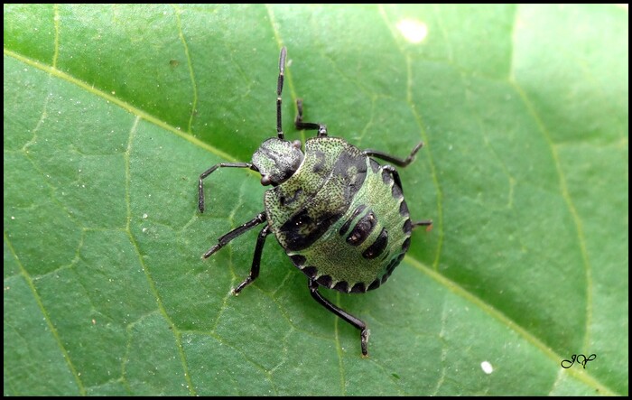 Palomena prasina.