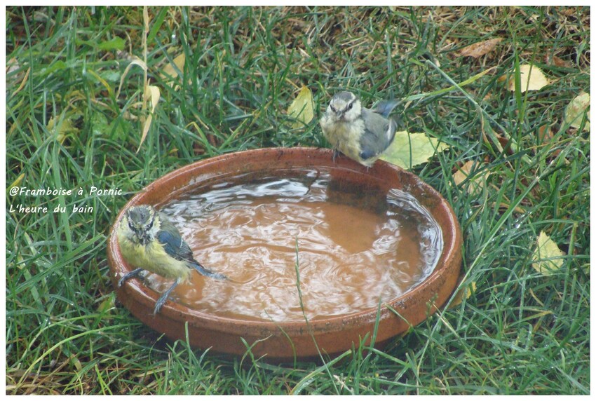 L'heure du bain des oisillons du jardin 