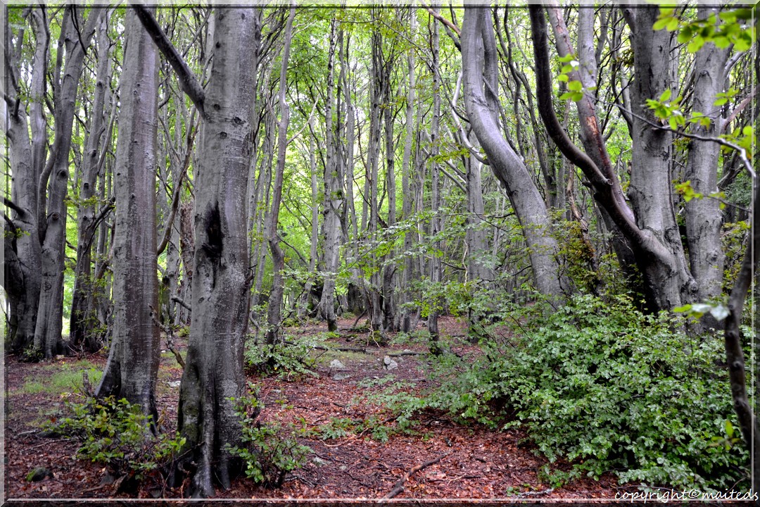 Forêt de Vizzavona - Corse -10-06-2013