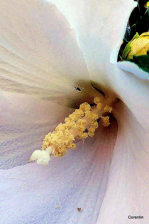 La fleur d'althéa