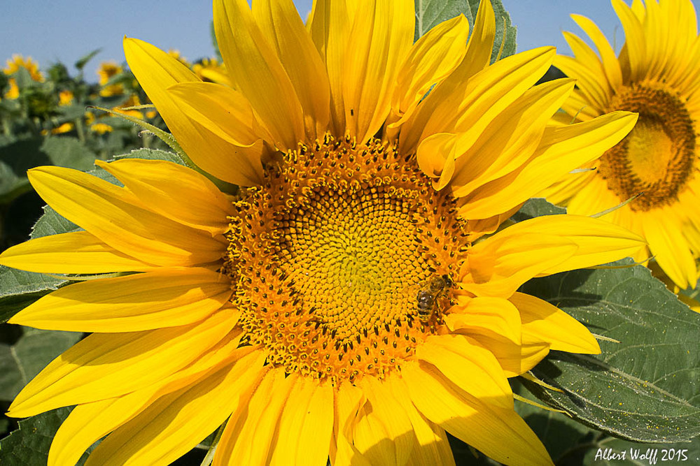 Quand  les tournesols  flamboyaient.