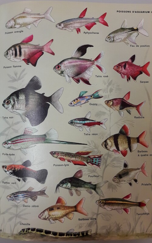 Poissons