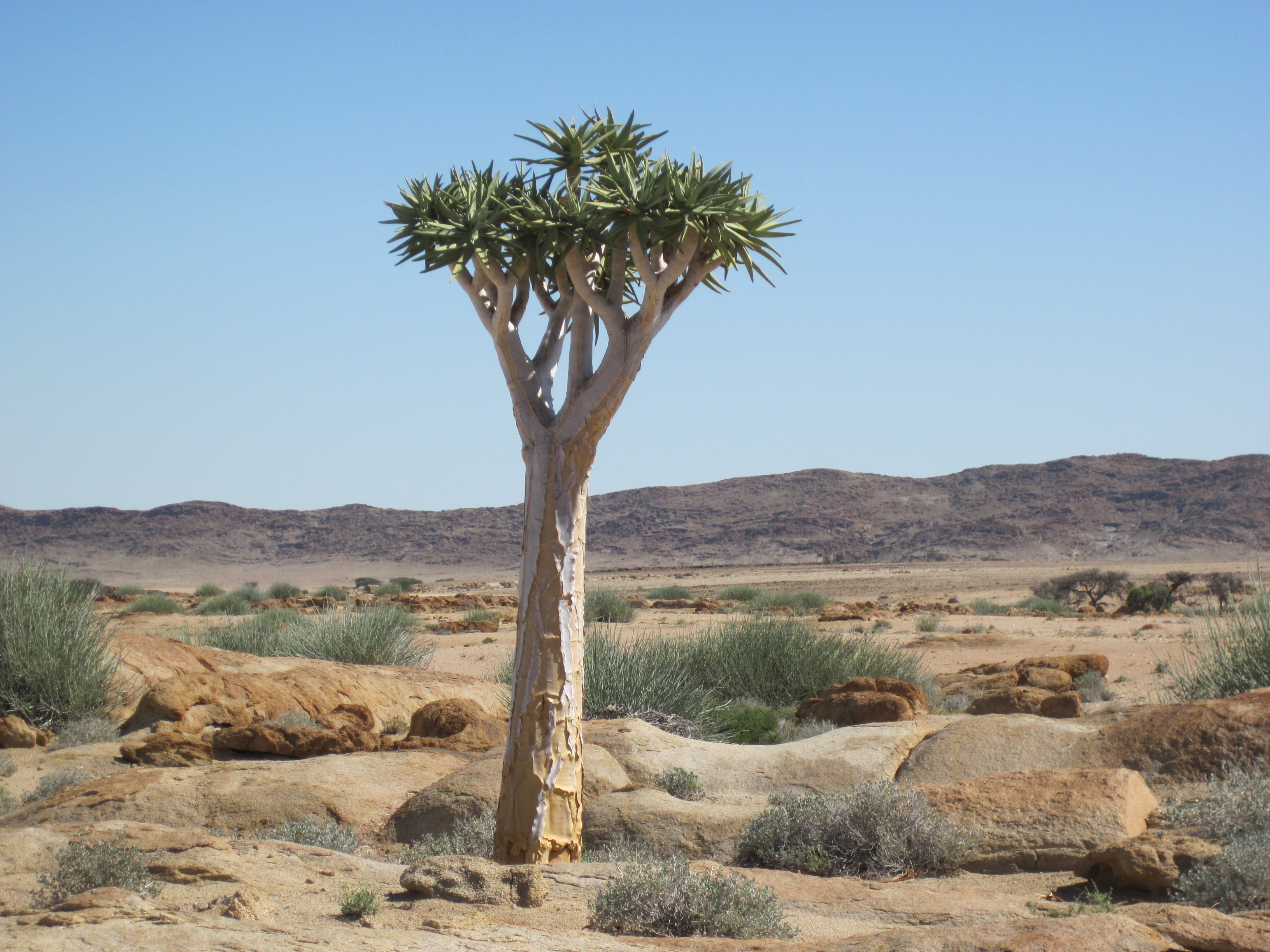 Aloe Dichotoma