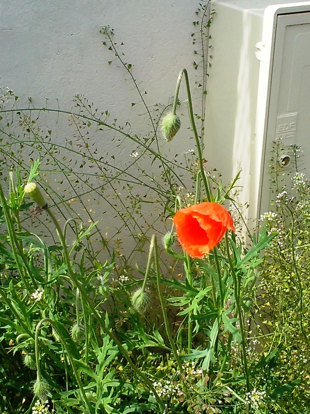 Coquelicots