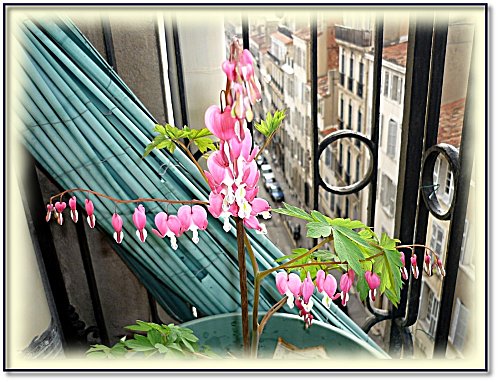 fleurs-balcon.JPG