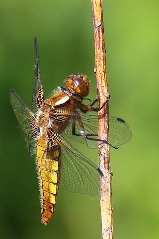 Libellule déprimée