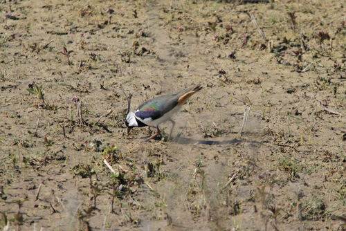 Vanneau Huppé (Northern Lapwing)