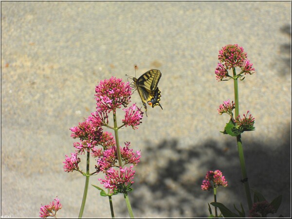 Machaon sur Centranthe rouge