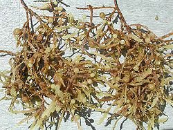 sargasse 250px-Sargassum weeds closeup