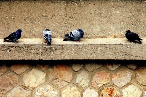 w03 - Pigeons