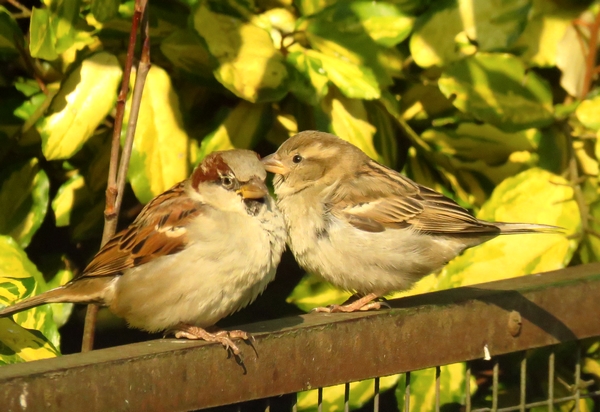 D'autres oiseaux ont visité mon jardin cet hiver...