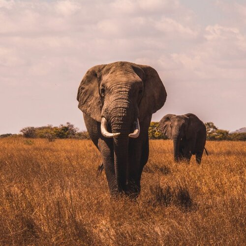 Éléphant dans la savane