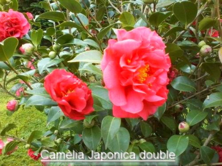 les camélias dans mon jardin,Nom commun masculin :  Camélia du Japon  Nom latin :  Camellia Japonica
