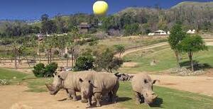 season balloons safari san diego safari balloons  