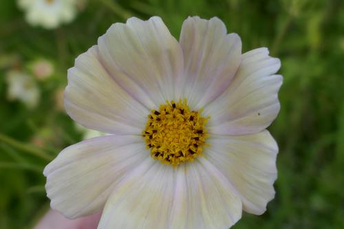 Le cartoscope du dimanche 23 août 2020