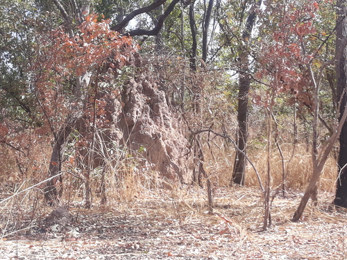 2ème jour: Visite de la réserve du Niokolo-Koba et arrivée à Kédougou