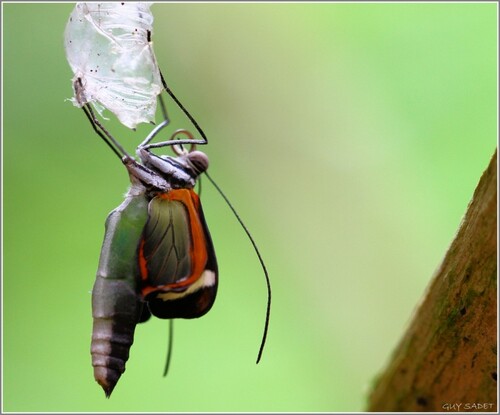 Ailes multicolores 