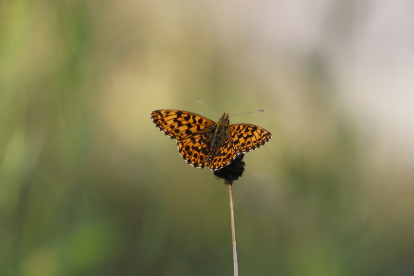 SORTIE PAPILLONS