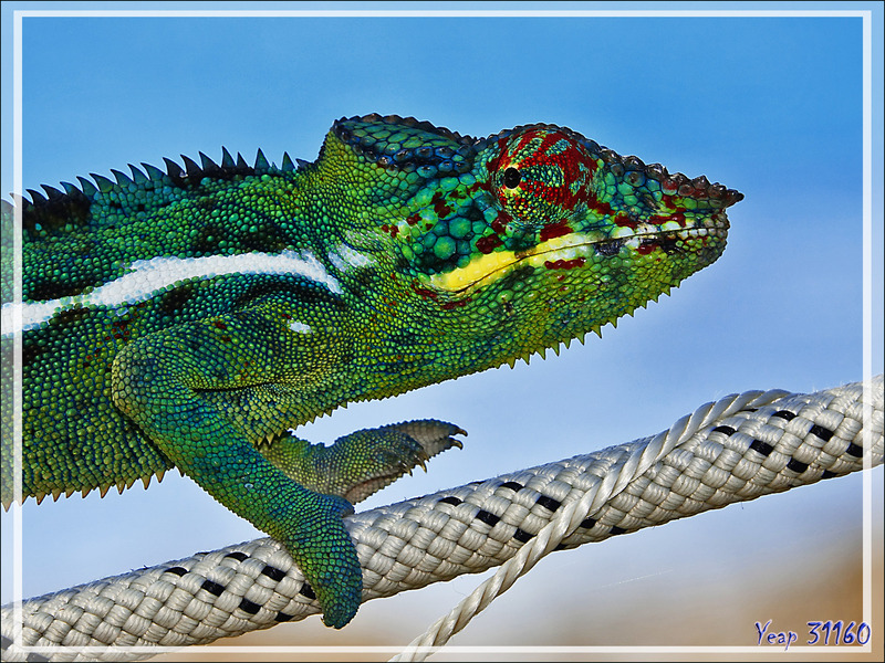 Fin de la traversée "avec filet" du caméléon - Nosy Be - Madagascar