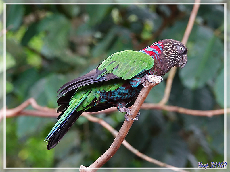 Perroquet Papegeai maillé, Red-fan parrot (Deroptyus accipitrinus) - Parque das Aves - Foz do Iguaçu - Brésil