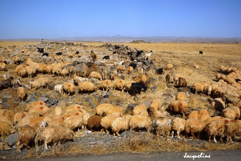 La Syrie...toujours..