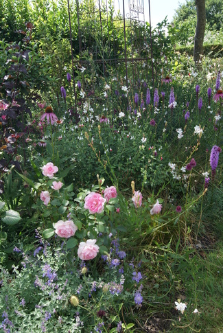 rose Roseraie des châtelets de Sauvageot