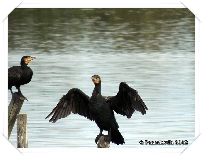 Visite à la réserve ornithologique du Teich - 4/8