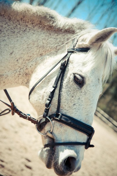 Séance Equestre