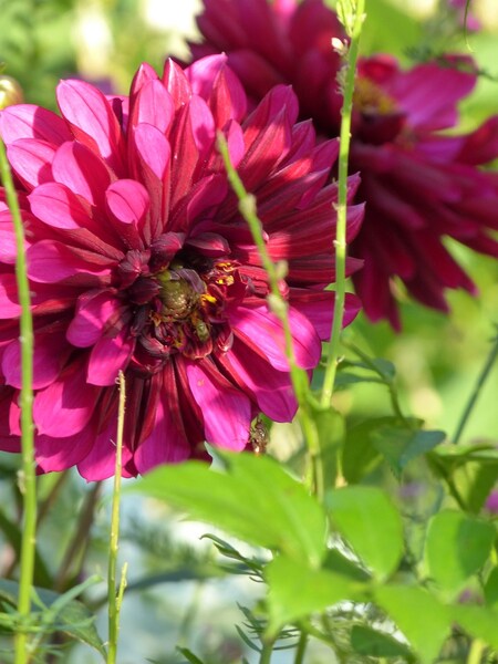 Dahlia Purple Haze