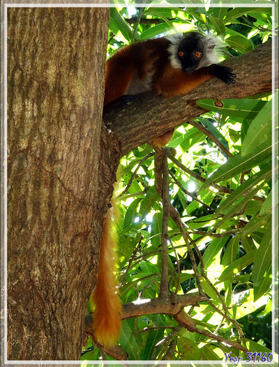 Lémurs noirs. Maki macaco (Eulemur macaco) - Nosy Komba - Madagascar
