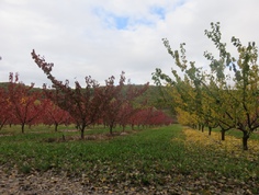 8 novembre 2018 - au bord de la Drôme