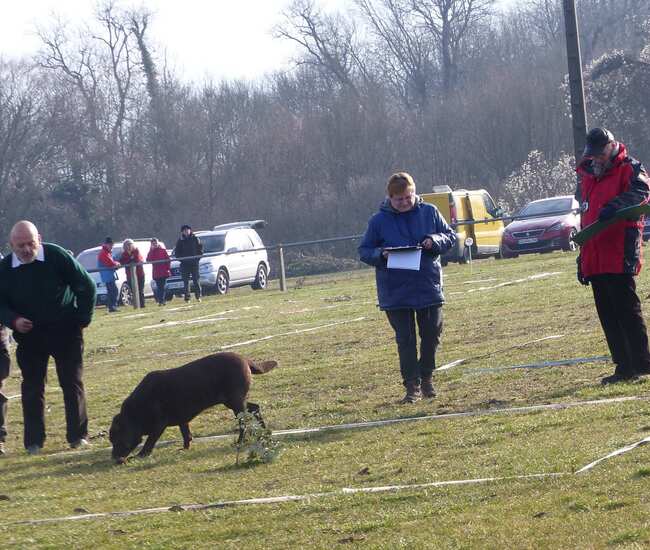 Concours de cavage de Taillebourg.