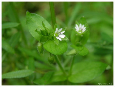 Stellaire intermédiaire