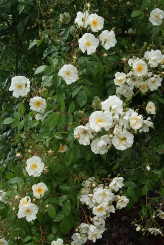 Rosier liane blanc parfumé ' Bobbie James '  