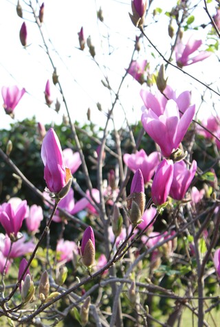 magnolia 'Heaven scent'