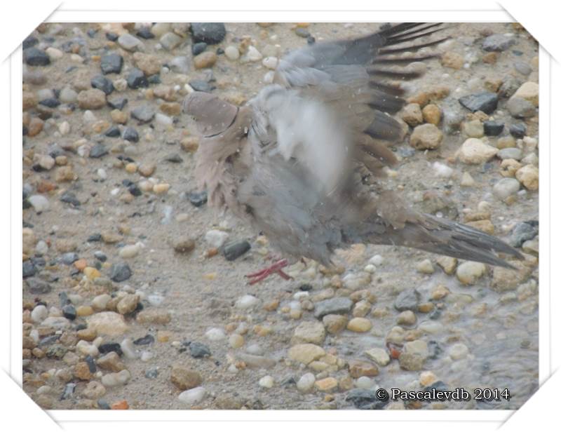 Les oiseaux de "mon" chemin - 4/9