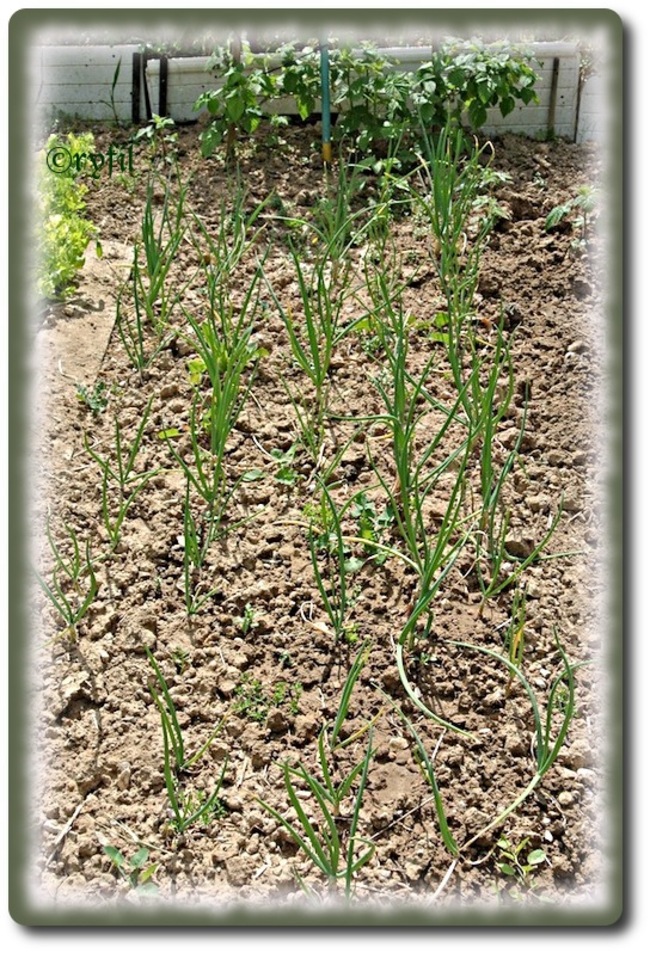 Quoi de neuf côté potager ?