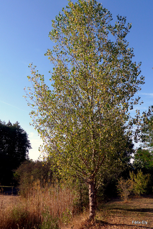 L'arbre en automne encore vert