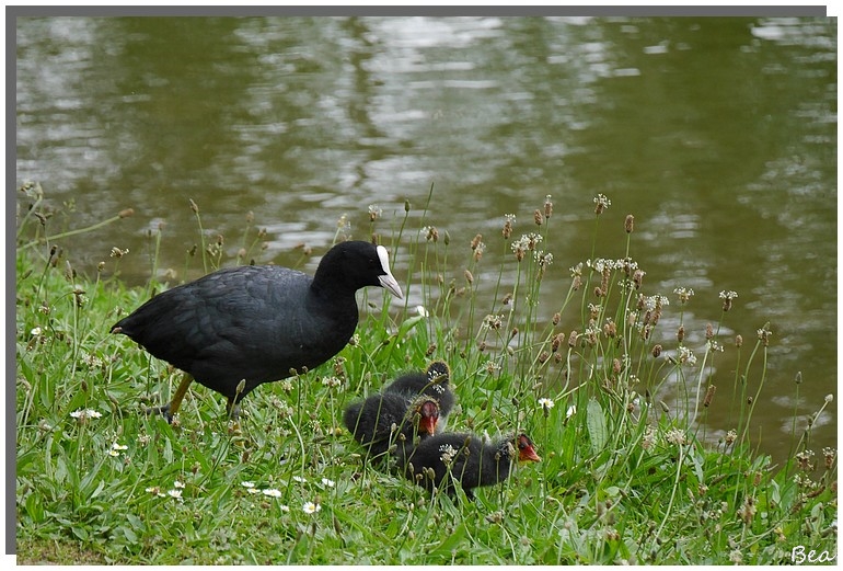 Berthe aux grandes pattes