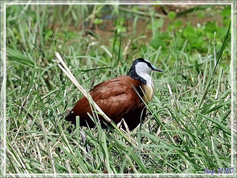 Jacana à poitrine dorée, African Jacana (Actophilornis africanus) - Safari nautique - Parc National de Chobe - Botswana