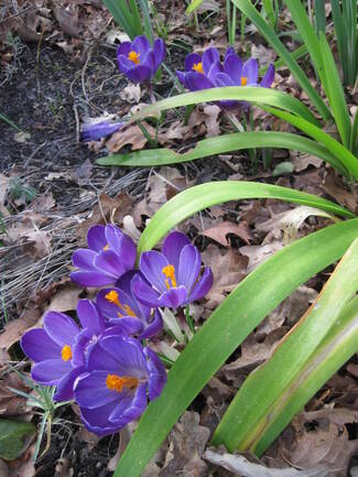 Le printemps frémit dans les jardins landais.