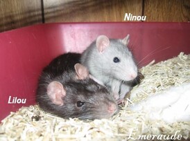 Photo Rat, Lilou et Ninou - 08.06.11