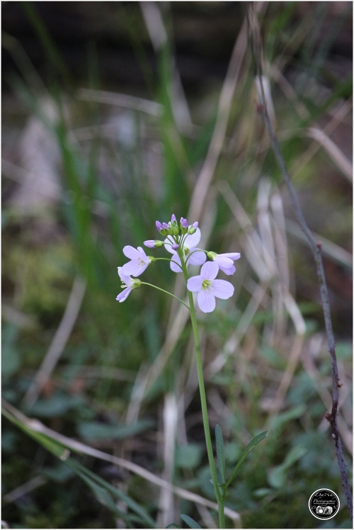 Cardamine des prés