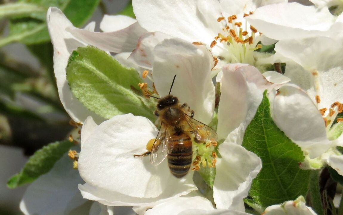 abeille sur fleurs du pommier