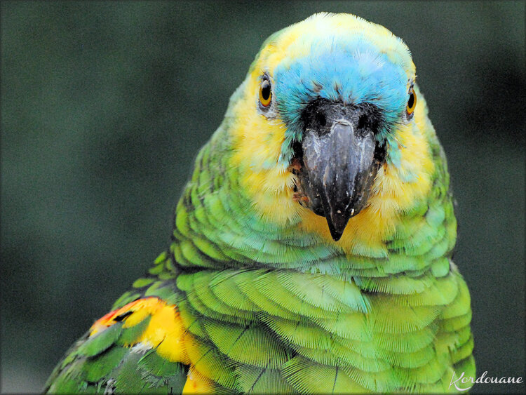 Amazone à front bleu (zoo de Doué la Fontaine)